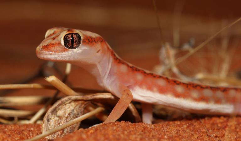 Beaded Gecko in Victoria's Mallee region.