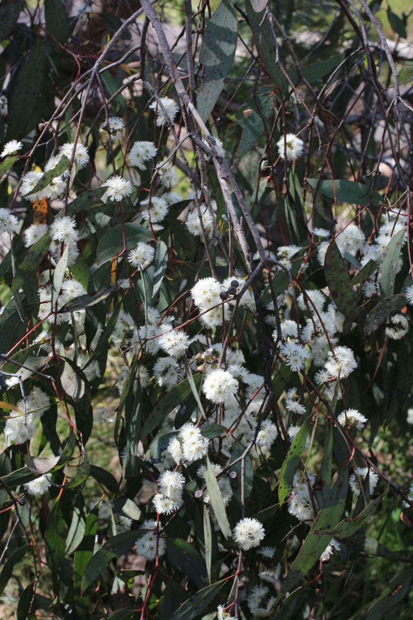 The flowers are a bright white colour amongst the dark green leaves