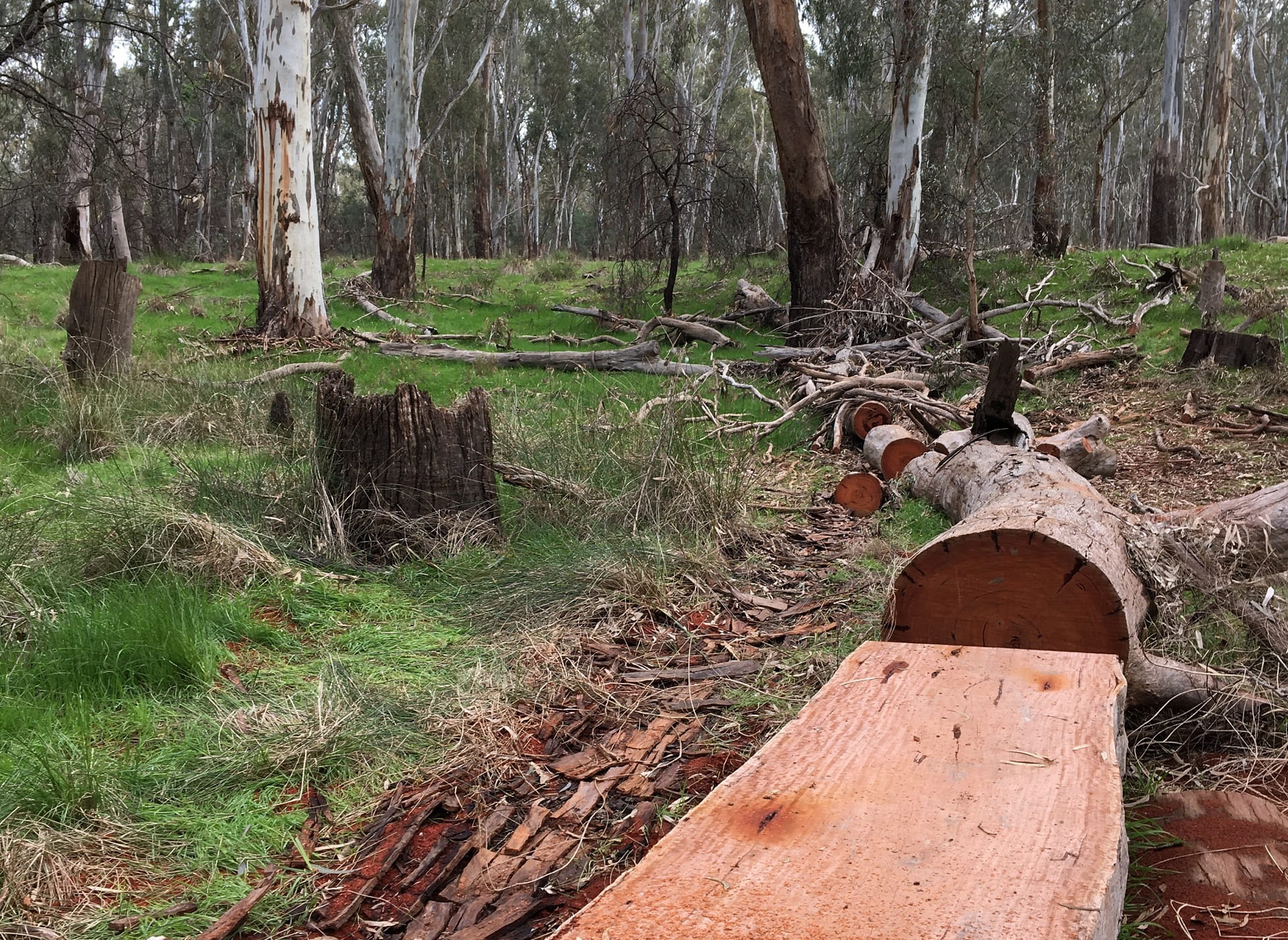 After filling their trailers or utes, thieves often discard illegally cut timber on the forest floor. This example is also from Lower Goulburn National Park