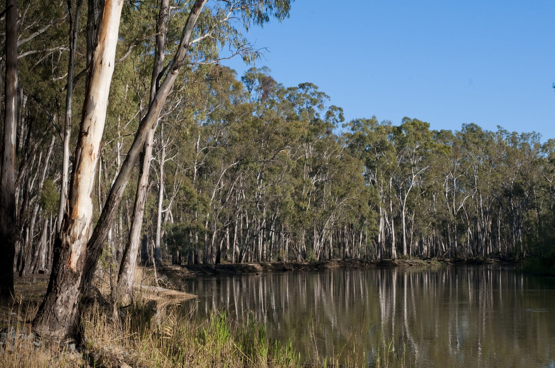 River red gums on the lands of the Yorta Yorta people in Barmah National Park