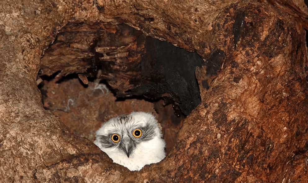 A fluffy looking owl looks into the camera from a hollow. 