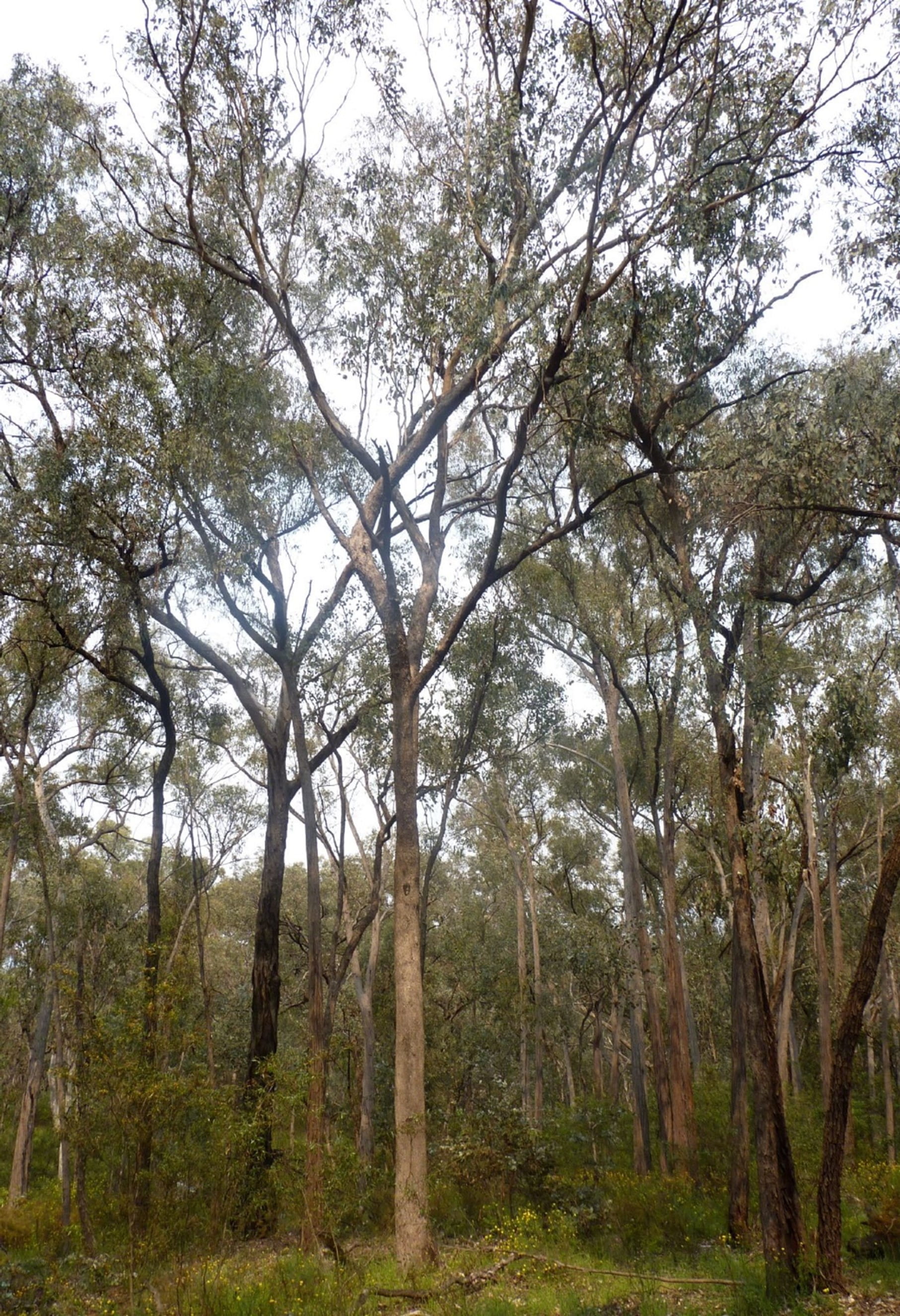The tree has grey bark and is interspersed amongst different varieties of iron bark species behind it in the forest