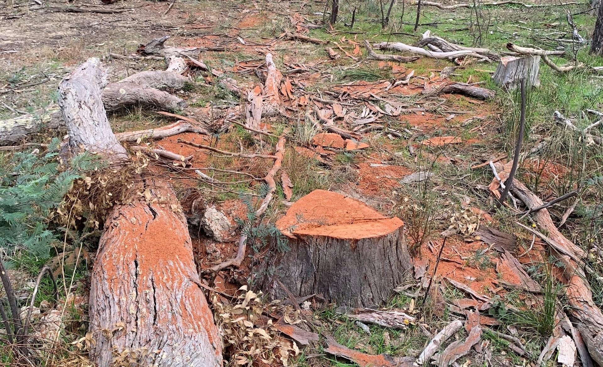 Further habitat destruction discovered by Authorised Officers within Gunbower National Park