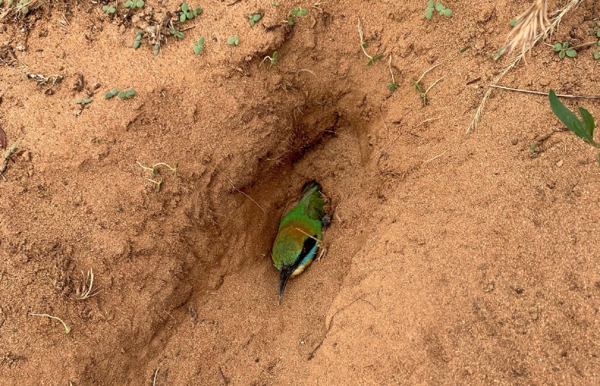 Rainbow bee-eater nesting in sand dunes near Gunbower Camping Area in Gunbower National Park