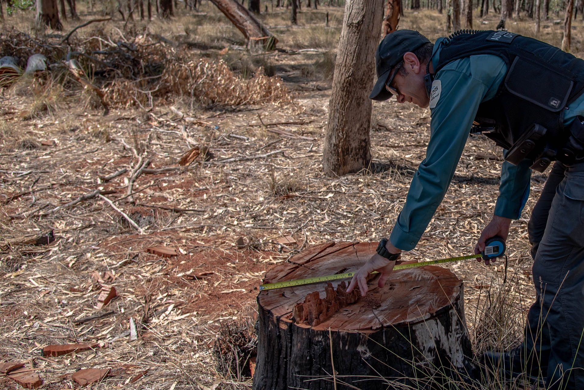 Parks Victoria Authorised Officer measures an illegally cut river red gum in Shepparton Regional Park