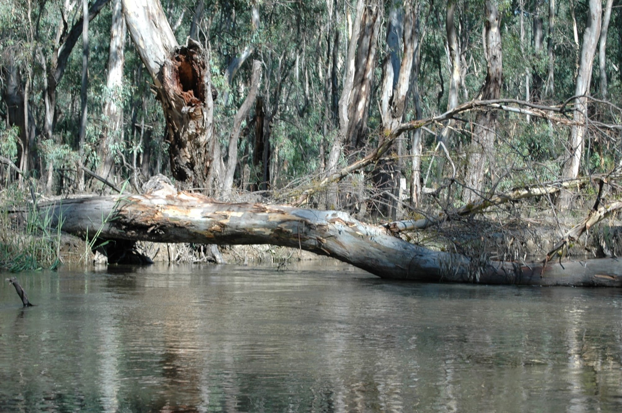 The fallen limb of a large river red gum has fallen into the water
