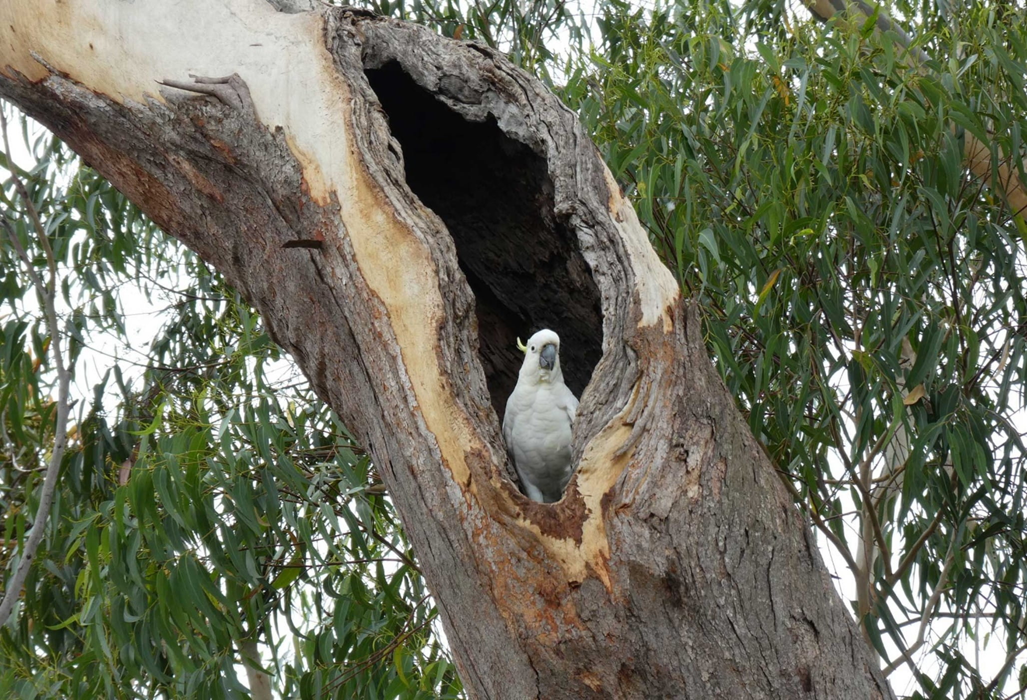 A cheeky cockatoo sticks its head out of a hollow